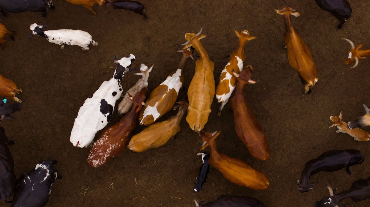 Hato ganadero de vacas lecheras en pastoreo, genética bovina tropical