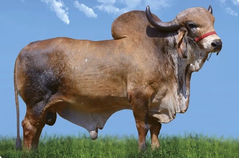 Diamante TE de Brasilia - Toro Gyr lechero brasileiro - semen sexado - A2A2 Beta-caseína - 766 hija evaluadas - PTA +559 kg - genética de élite